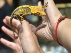 -酷以爬仙阁实体爬宠店·守宫·蜥蜴·专业繁育