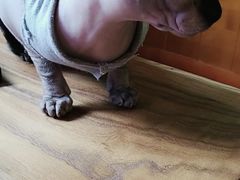 -李小姐の猫咖啡馆(五角场店)