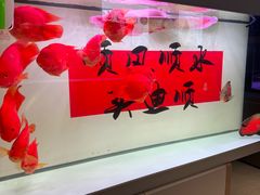 -青石桥花鸟鱼虫市场(叠翠城店)