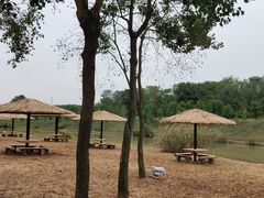 -合肥滨湖国家森林公园