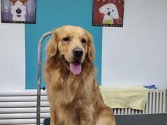 -派多格宠物·购宠(靛厂路店)