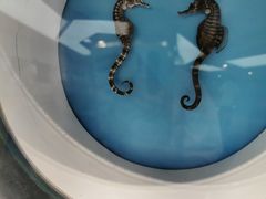 -上海海洋水族馆