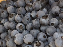 -金谷域澳洲庄园