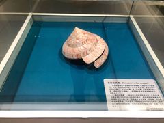 -青岛贝壳博物馆