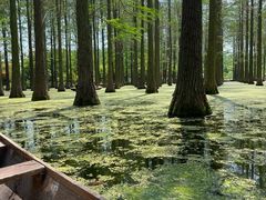 -渌洋湖湿地公园