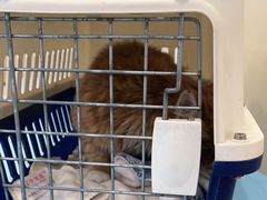 -萌兽医馆·犬猫专科·眼科中心·宠物医院(朝阳门分院)
