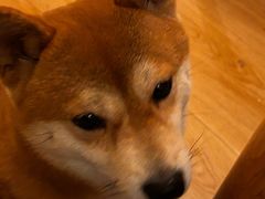 -柴の食堂·日式家庭料理·熊之肆(大学路店)