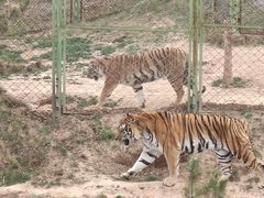 -青藏高原野生动物园