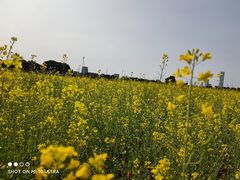 -章记正宗南岗鱼蛋火锅