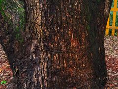 -徐家汇源景区-衡山公园