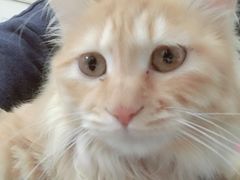 -喜多萌中农锦绣动物医院24H·猫科·牙科MRI·CT
