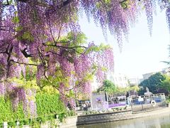 -嘉定紫藤园