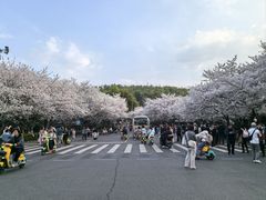 -武汉大学-樱园