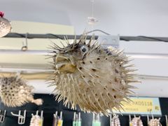 -大澳