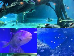 -华夏文旅海洋公园