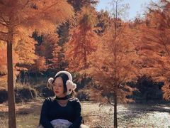 -小芝红树林