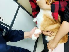 -天时宠物医院24小时疑难病例会诊中心(顾乡大街总院)