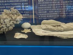 -上海海洋大学鱼文化博物馆(军工路校区)