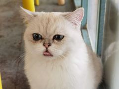 -喵屿·大理花园猫咖