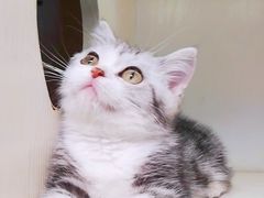 -十年猫舍·猫咪专门店(普陀店)