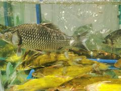 -桃源村铁锅炖鱼(体育馆道店)