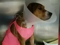 -伟伟宠物医院·CT影像中心·瑞派犬猫综合性门诊(汉口总院)