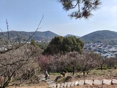-香雪海