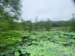 -同里国家湿地公园