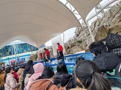 -芜湖新华联大白鲸海洋公园