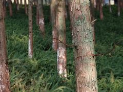 -重庆中央公园(渝北区)