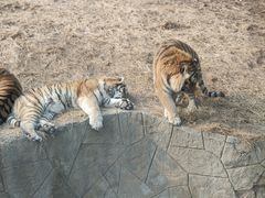 -大连森林动物园