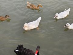 -玄武湖景区-情侣园游乐场