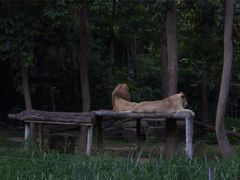 -清迈夜间动物园