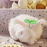 我是一只可爱的兔兔
