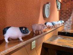 -猪角·闽南猪脚饭(华闽大厦店)