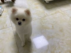 -哈尼爱宠·宠物生活会馆