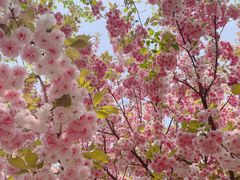 -古柏渡丰乐樱花园