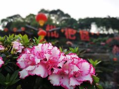 -枇杷园食为鲜火锅(南山店)