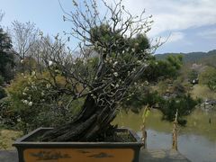 -杭州植物园