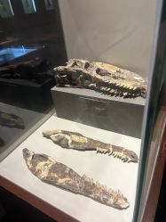 -世界恐龙谷