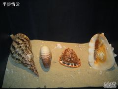 -亚龙湾中心广场·贝壳馆