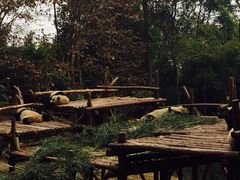 -成都大熊猫繁育研究基地