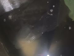 -金三可市井水煮鱼(金碧园店)