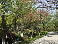 -金鸡湖桃花岛