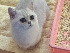 -FAELING PETS美天灵宠物(富力广场店)