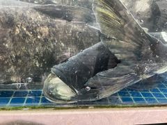 -全乐鱼馆·淳牌有机鱼直营店