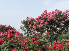 -上海辰山植物园