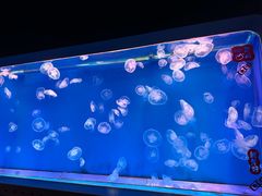 -大连圣亚海洋世界