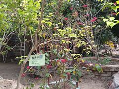 -呀路古热带植物园