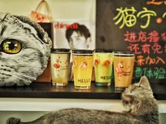 -我爱猫咪·猫咖·狗咖·安哥拉兔·羊驼咖(小寨华旗店)